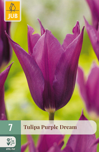 Tulpe, lilijziedu Purple Dream 11/12