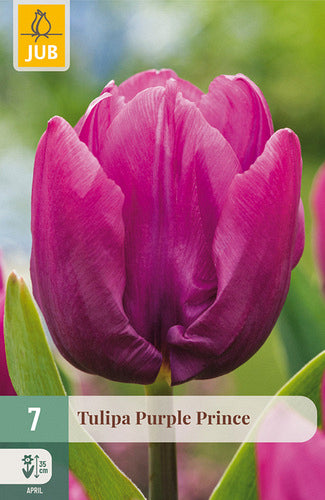 Tulpe, agra, vienk. z. Purple Prince 11/12