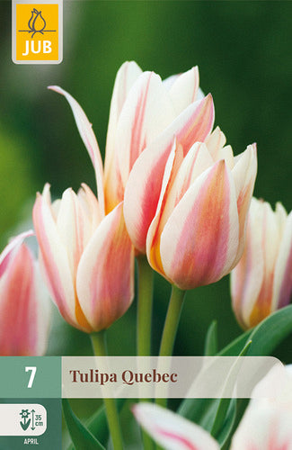 Tulpe, Greiga Quebec 11/12
