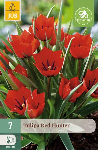 Tulpe Red Hunter 6/+