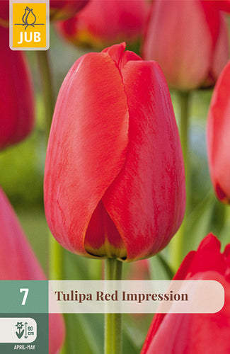 Tulpe, Darvina hibrīds Red Impression 11/12