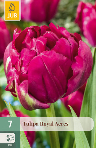 Tulpe, agra, pild. z. Royal Acres 11/12