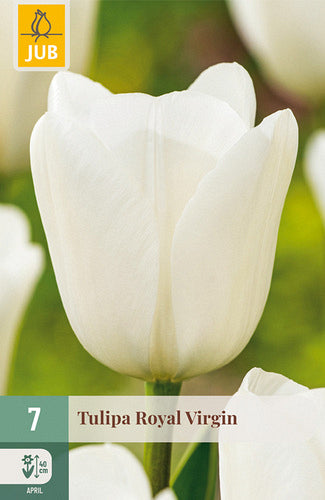 Tulpe triumfa Royal Virgin 11/12 (7 sīpoli paciņā)