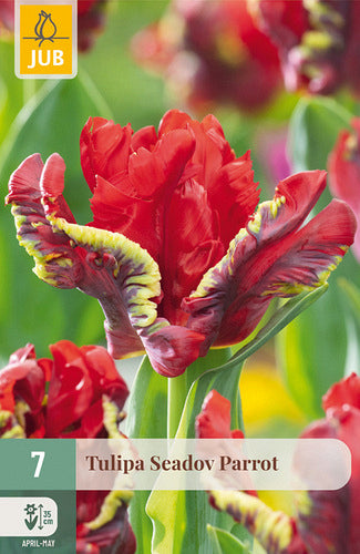 Tulpe papagaiļziedu Seadov Parrot 11/12 (7 sīpoli paciņā)