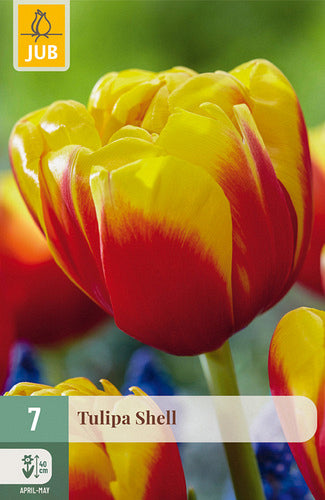Tulpe, agra, pild. z. Shell 11/12