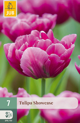 Tulpe, agra, pild. z. Showcase 11/12