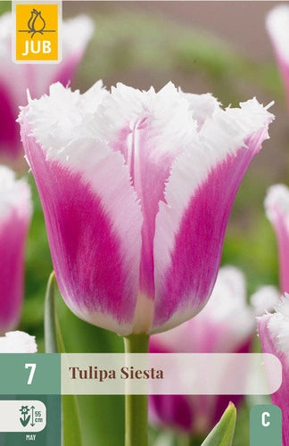 Tulpe bārkstaina Siesta 11/12 (7 sīpoli paciņā)