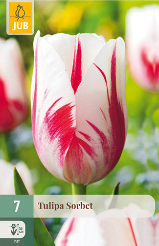 Tulpe, vēla, vienk. z. Sorbet 11/12