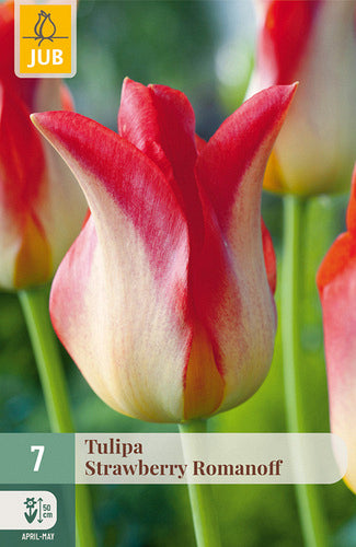 Tulpe, lilijziedu Strawberry Romanoff 11/12