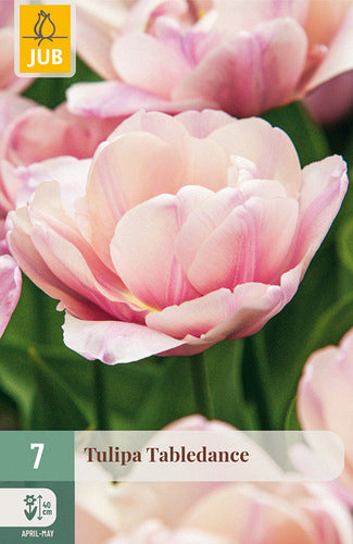 Tulpe, vēla, pild. z. Tabledance 11/12
