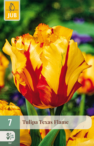 Tulpe, papagaiļziedu Texas Flame 11/12