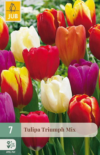 Tulpe, triumfa Triumph Mix 11/12