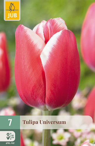 Tulpe, triumfa Universum 11/12