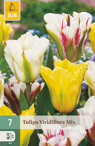 Tulpe zaļziedu Viridiflora Mix 11/12 (7 sīpoli paciņā)