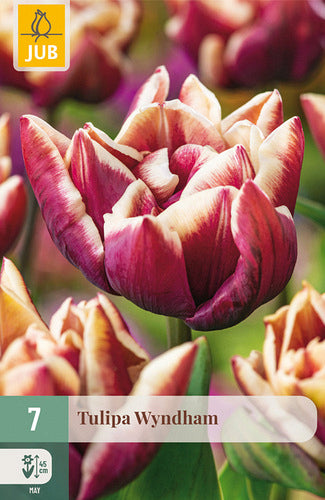 Tulpe, vēla, pild. z. Wyndham 11/12