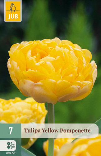 Tulpe, vēla, pild. z. Yellow Pompenette 11/12