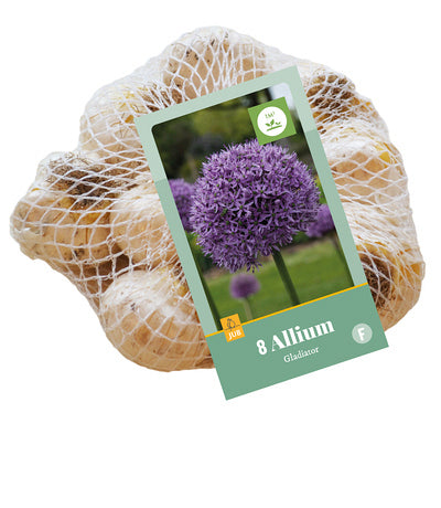 Dekoratīvais sīpols Allium Gladiator (8 gab. tīkliņā) 16/18