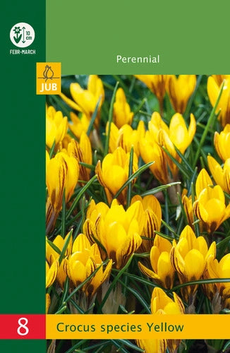 Krokuss Crocus Yellow 5/+