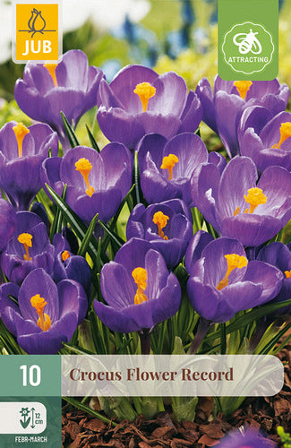 Pavasara krokuss Flower Record 8/9