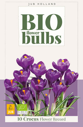 Pavasara krokuss Flower Record (BIO) 7/+