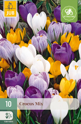 Pavasara krokuss Large Flowering Mix 8/9