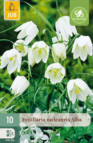Rūtainā fritilārija Alba 6/+
