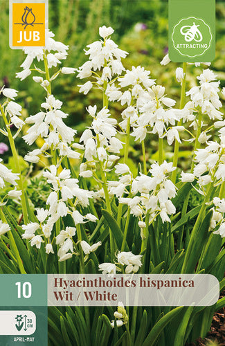 Spānijas pahiacinte White 8/10