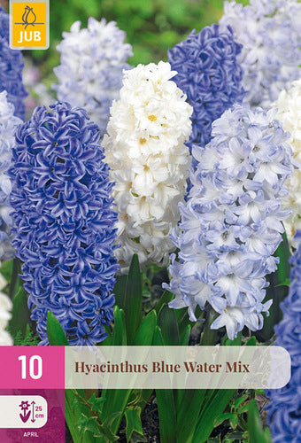 Austrumu hiacinte Blue Water Mix 14/15