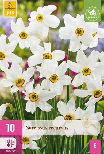 Narcises