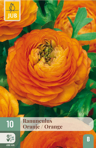 Āzijas gundega Ranunculus asiaticus Orange 6/7 (10 gab. paciņā)