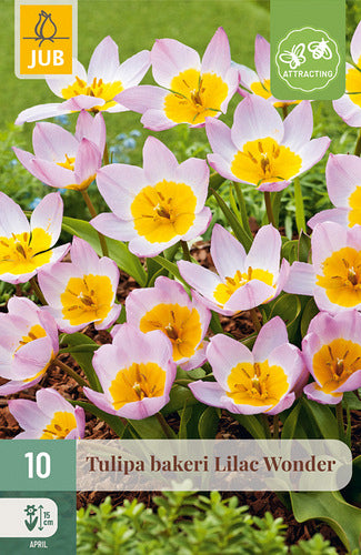 Beikera tulpe Lilac Wonder 6/+