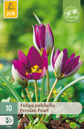 Savvaļas tulpe Persian Pearl 6/+