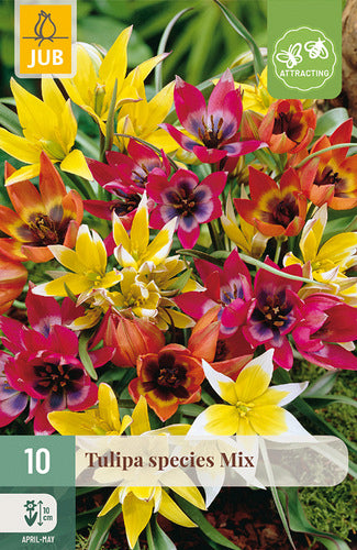 Tulpe, botāniskā Species Mix 6/+