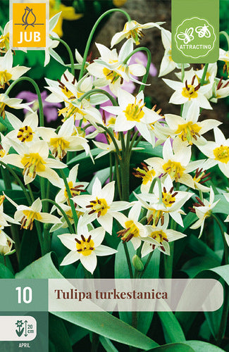 Tulpe Turkestanica 6/7