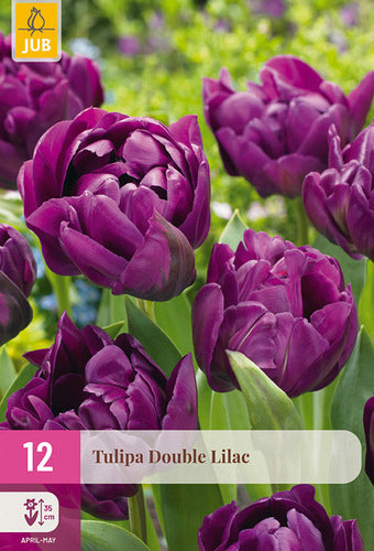 Tulpe, pild. z. Double Lilac 11/12