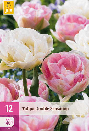Tulpe, pild. z. Double Sensation 11/12
