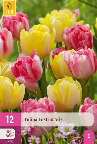 Tulpe vēlā pildīts zieds Foxtrot Mix 11/12 (12 sīpoli paciņā)