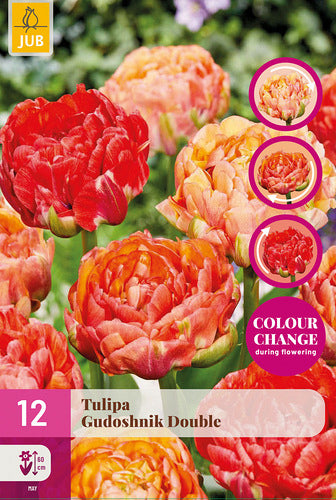 Tulpe, vēla, pild. z. Gudoshnick Double 12/+