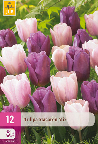 Tulpe, triumfa Macaron Mix 11/12