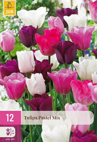 Tulpe, triumfa Pastel Mix 11/12