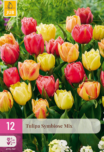 Tulpe, agra, pild. z. Symbiose Mix 11/12
