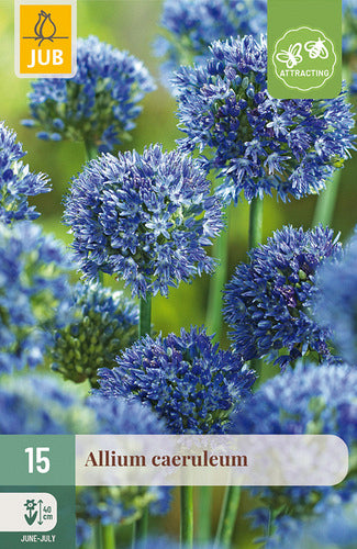 Zilais sīpols Allium caeruleum 4/5 (15 gab. paciņā)