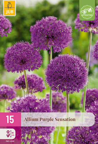 Dekoratīvais sīpols Allium Purple Sensation 10/12