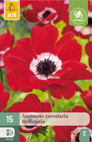 Vainagu anemone Hollandia 5/6 (15 gab. paciņā)