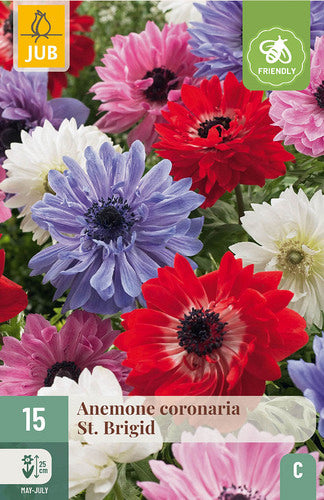 Vainagu anemone Anemone coronaria St. Brigid 5/6 (15 gab. paciņā)