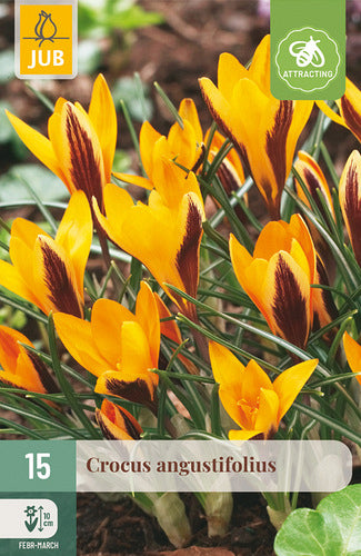 Šaurlapu krokuss Crocus angustifolius 5/+ (15 gab. paciņā)