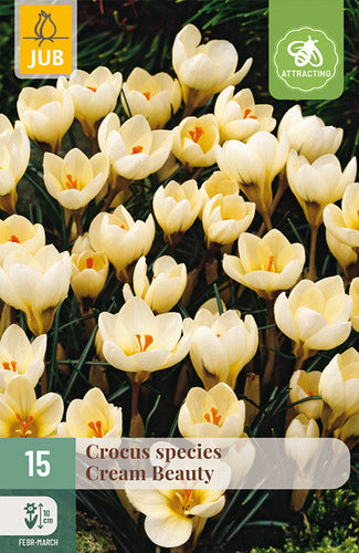 Zeltziedu krokuss Crocus chrysanthus Cream Beauty 5/+ (15 gab. paciņā)