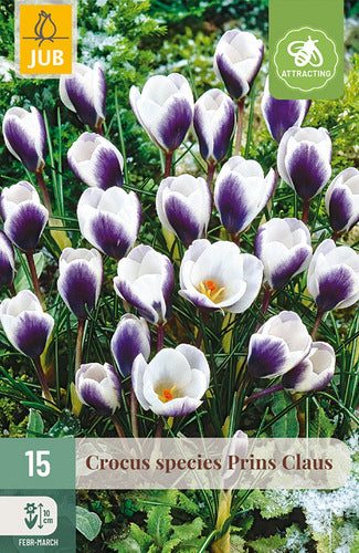 Krokuss Crocus chrysanthus Prins Claus 5/+