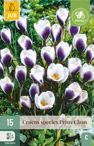 Krokuss Crocus chrysanthus Prins Claus 5/+