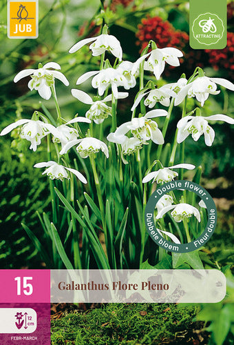 Sniegbaltā sniegpulkstenīte (15 sīpoli / paciņā) Flore Pleno 5/+
